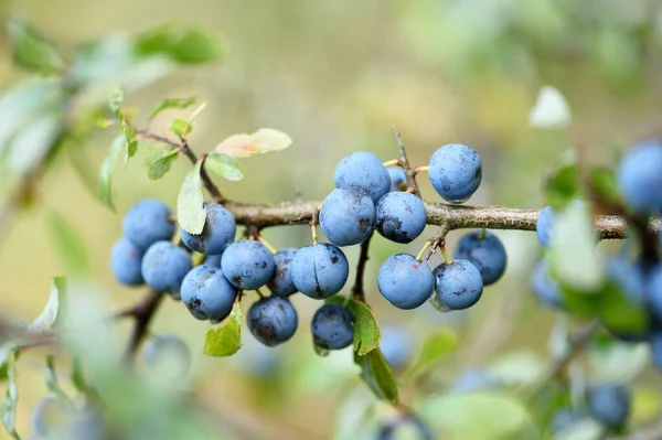 夏に森の中のクロスアップブラックソーン プリュヌス スピノーザ の果実 アッパー プファルツ バイエルン州 ドイツ — ストック写真