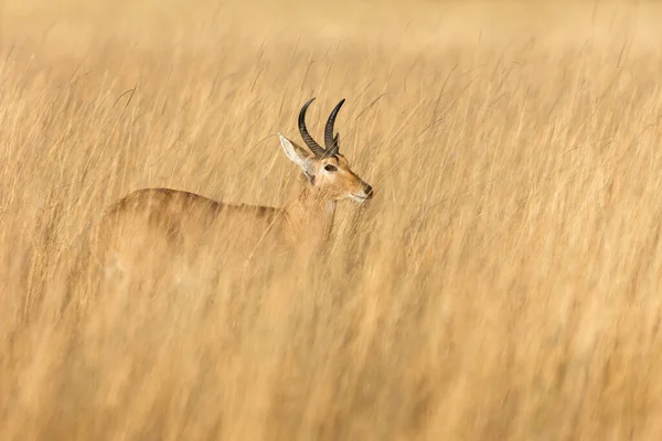 Red Lechwe Kobus Leche Leche Standing Tall Grass Okavango Delta — Stock Photo, Image
