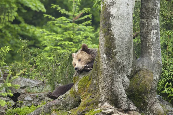 Muž Medvěd Hnědý Odpočívá Kmeni Stromu Národní Park Bavorský Les — Stock fotografie