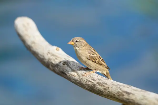 Acercamiento House Sparrow Passer Domesticus Verano Baviera Alemania —  Fotos de Stock