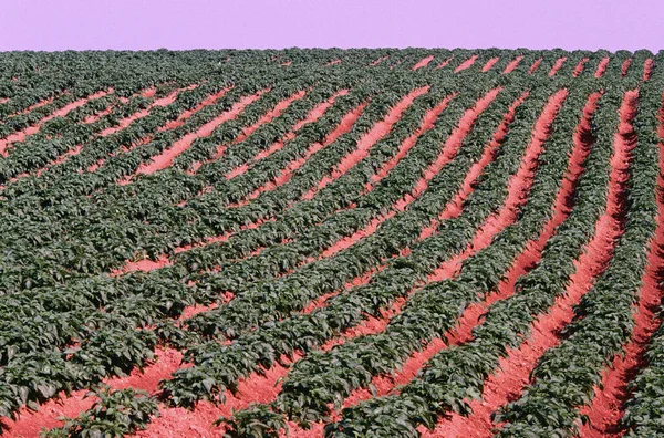 Картопляні Поля Кінкора Острів Принца Едуарда Канада — стокове фото