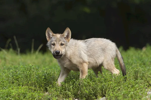 Wolf Pup Green Field — Stockfoto