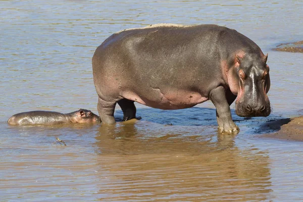 Hipopótamo Con Ternera Reserva Nacional Masai Mara Kenia — Foto de Stock
