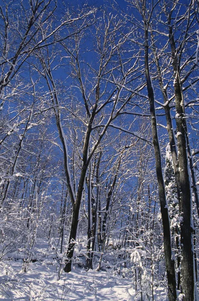 Зима Gatineau Park Квебек Канада — стоковое фото