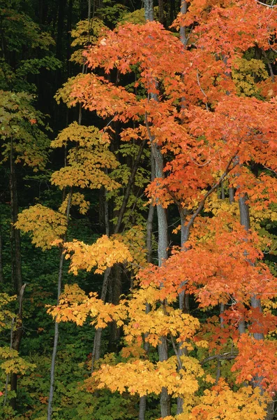 Drzewa Jesienią Gatineau Park Quebec Kanada — Zdjęcie stockowe