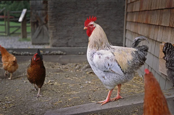 Κοτόπουλα Πένα Heritage Park Κάλγκαρι Αλμπέρτα Καναδάς — Φωτογραφία Αρχείου