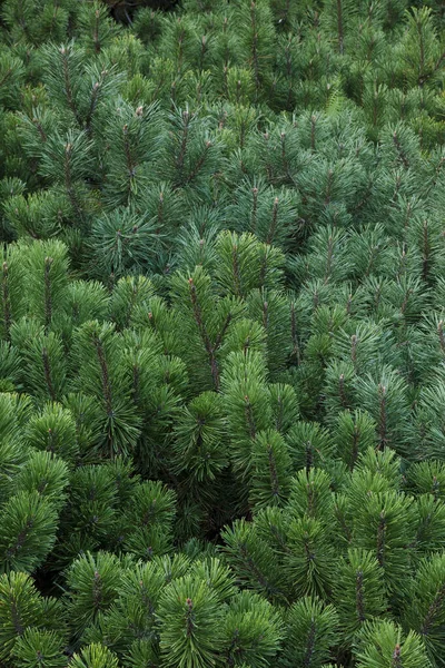 Κοντινό Πλάνο Των Υποκαταστημάτων Pine Tree Οττάβα Οντάριο Καναδάς — Φωτογραφία Αρχείου