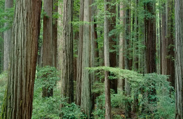 Humboldt Redwood State Park Καλιφόρνια Ηπα — Φωτογραφία Αρχείου
