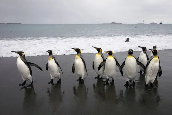 Kral Penguen Sahilde Güney Georgia Adası Antarktika — Stok fotoğraf