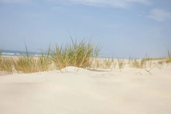 Dunas Areia Grama Dune Cap Ferret Gironde Aquitaine França — Fotografia de Stock