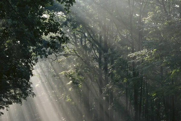 Solstrålar Skogen Med Gröna Träd — Stockfoto