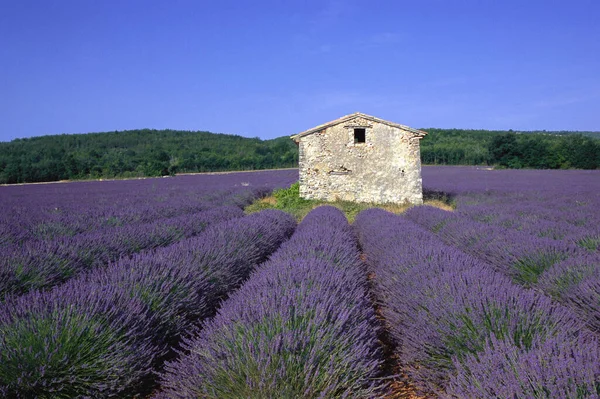 Lembaran Lavender Dekat Christol Provence Perancis — Stok Foto
