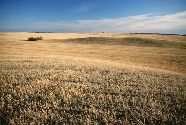Урожай Пшеницы Саскачеван Канада — стоковое фото