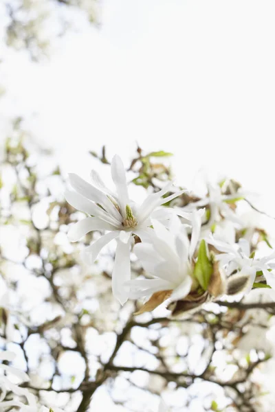 Життя Білого Цвіт Дереві Вид Зблизька Німеччина — стокове фото