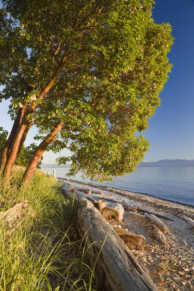 Tree Driftwood Beach Smelt Bay Provincial Park British Columbia Kanada — Stockfoto