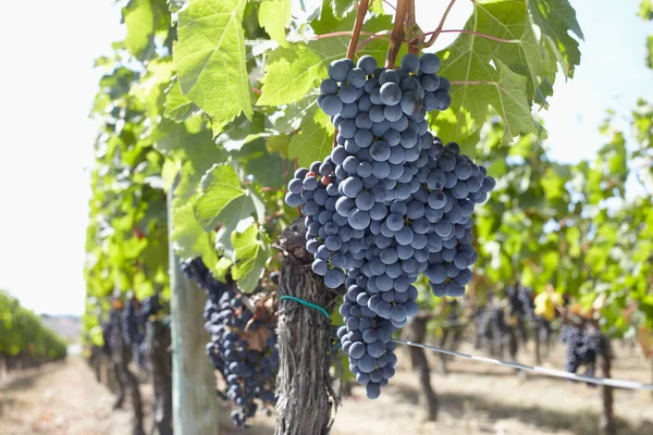 Vinha Uva Vineyard Saint Emilion Bordeaux Region Gironde Aquitaine França — Fotografia de Stock