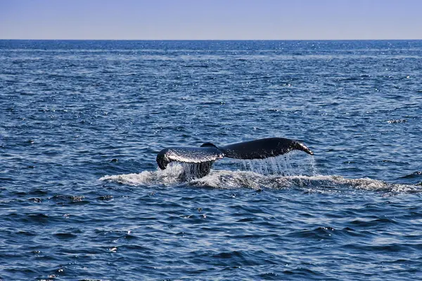Humpback Whale Tail Stellwagen Bank Gloucester Cape Ann Massachusetts Usa — 스톡 사진