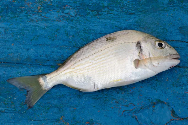 Nahaufnahme Von Fisch Marokko — Stockfoto