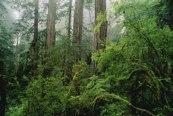 Forest Prairie Creek Redwood State Park California Usa — 스톡 사진
