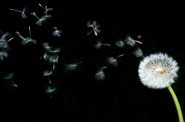 Dandelion Seeds Blowing Away Isolated Dark Background — Stock Photo, Image