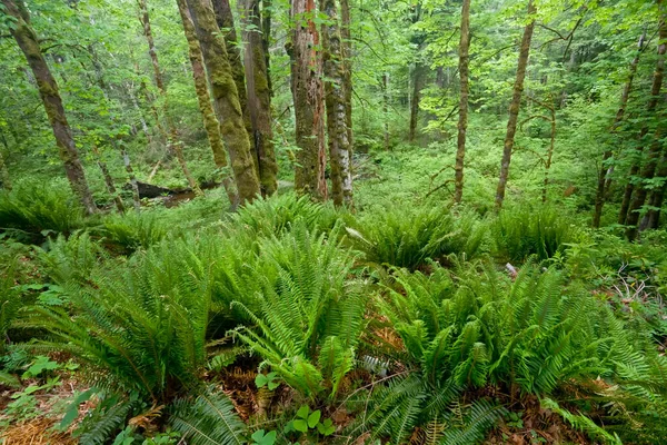 Farne Und Wälder Woodland Gardens Courtenay British Columbia Kanada — Stockfoto