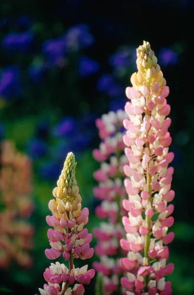 Schöne Lupinen Blumen Nahaufnahme — Stockfoto