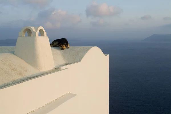 Dog Rooftop Ocean Oia Santorini Cyclades Islands Greece — стоковое фото