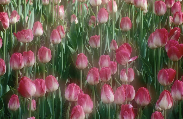 Beautiful Pink Tulips Garden — Stock Photo, Image
