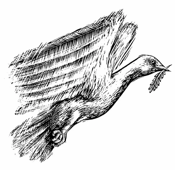 Handgezeichnete Illustration Der Taube Auf Weißem Hintergrund — Stockfoto