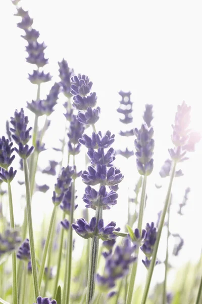 Närbild Lavendel Blommor — Stockfoto