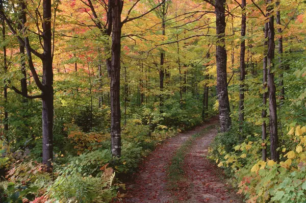 Path Forest Honore Quebec Canadá — Fotografia de Stock
