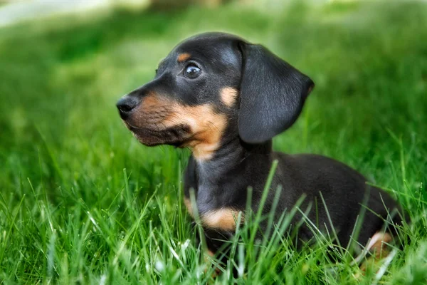 Teckel Puppy Gras — Stockfoto
