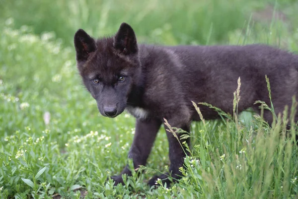 Wolf Cub Alberta Canada — стокове фото