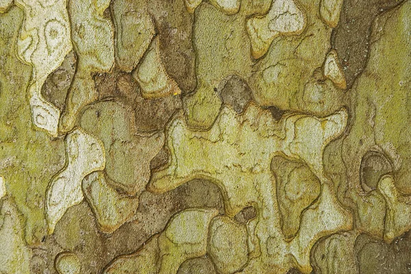 Кора Плоского Дерева — стокове фото