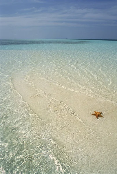 Starfish Surf Beach Indian Ocean Maldive Islands — Stock Photo, Image