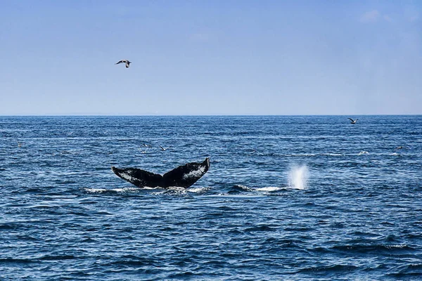 Humpback Whales Stellwagen Bank Gloucester Cape Ann Massachusetts Usa — Stock Photo, Image