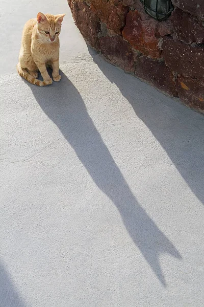 Cat Staring Shadow Oia Santorini Cycladen Griekenland — Stockfoto