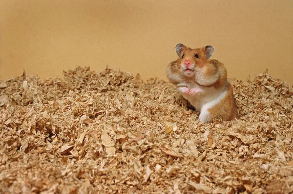 Hamster Mit Gefüllten Wangen Wilder Natur — Stockfoto