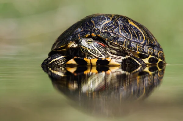 Красноухая Горлоухая Черепаха — стоковое фото