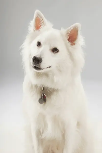 Portrait Dog Studio — Stock Photo, Image