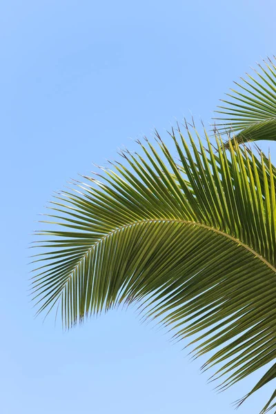 Palm Fronds Varadero Mantanzas Cuba — 스톡 사진
