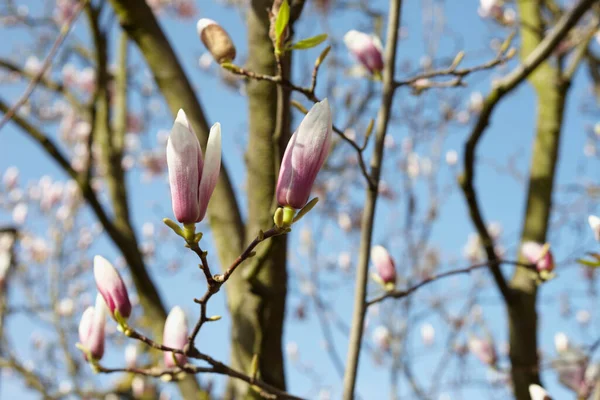 Magnolia Buds Hambourg Allemagne — Photo