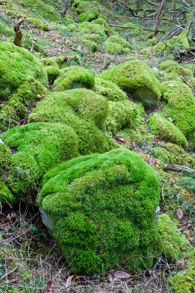 Moss Covered Boulders Reginald Hill Salt Spring Island British Columbia — Stock fotografie