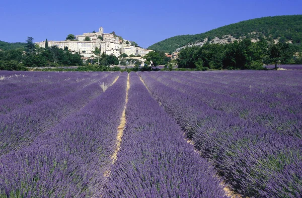 Lavender Field Banon Provence France — Stock Photo, Image