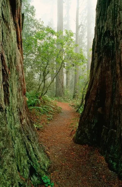 Lady Bird Johnson Grove Redwood National Park California — Foto de Stock
