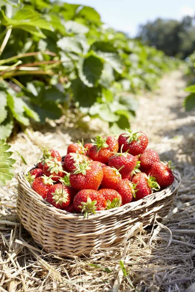 Close Basket Strawberries Field Germany — Stock Photo, Image