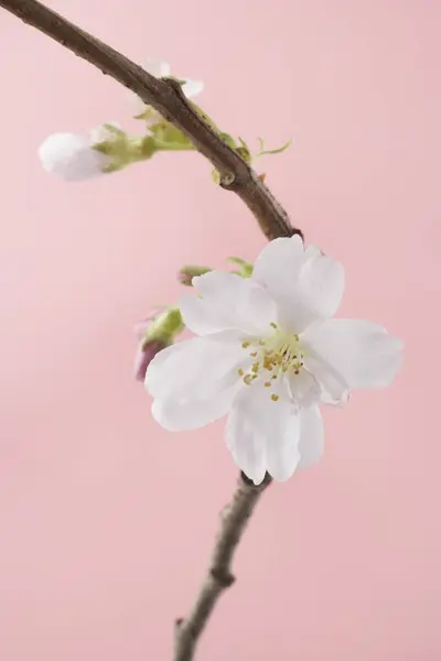 Close Cherry Blossom Pink Background — Stock Photo, Image