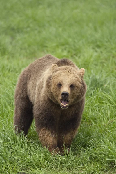 Brown Bear Wild Nature — Foto Stock