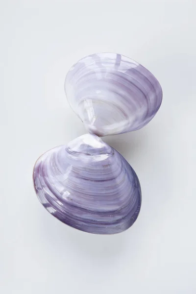 Beautiful Seashells Close — Stock Photo, Image