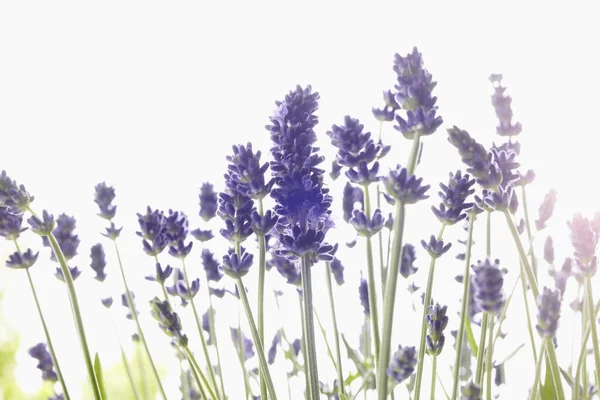 Close Lavender Flowers — Stock Photo, Image